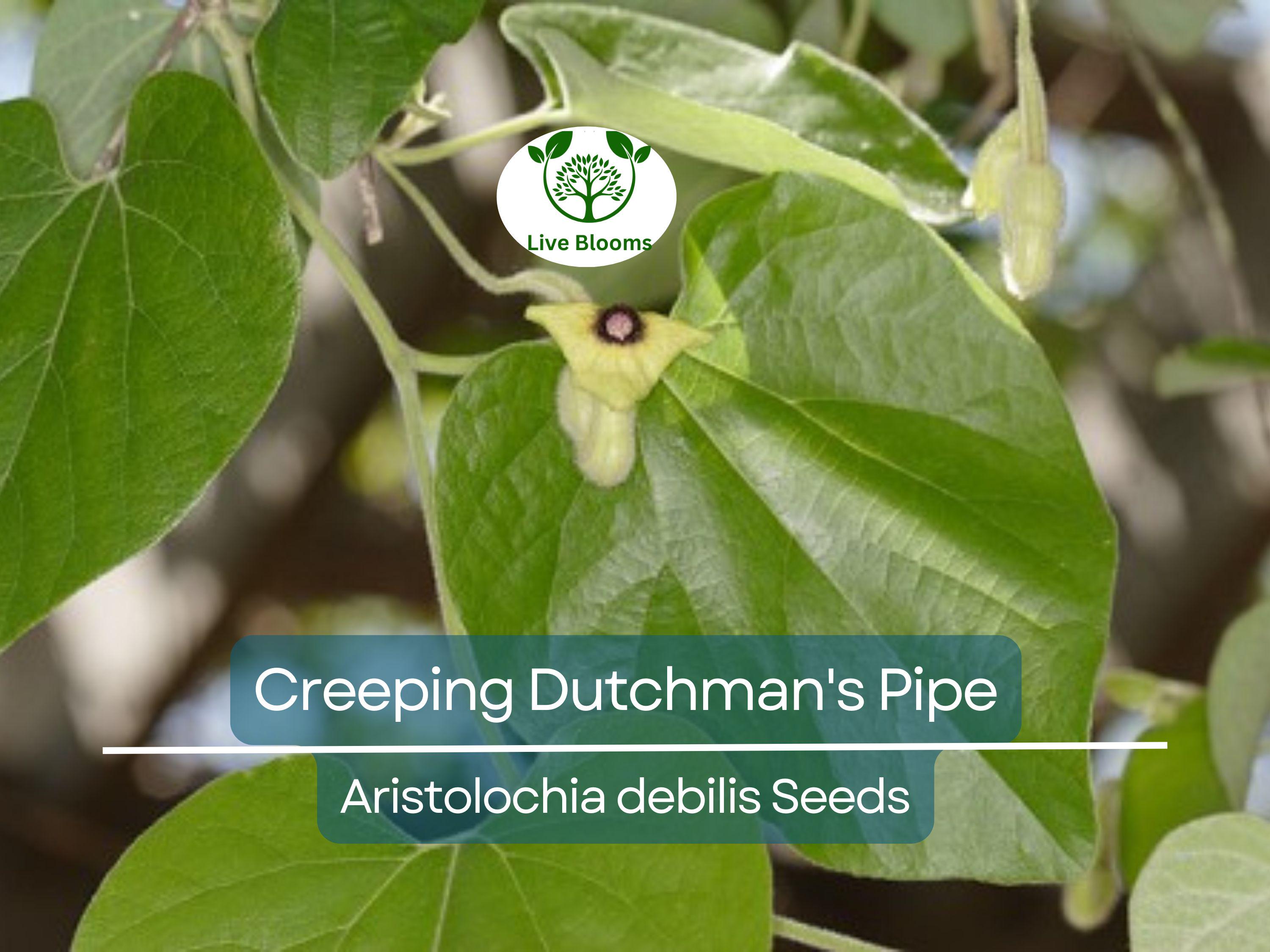 20 Creeping Dutchman's Pipe Vine Seeds (Aristolochia debilis) Fast Growing Perennial, Butterfly & Hummingbird Friendly