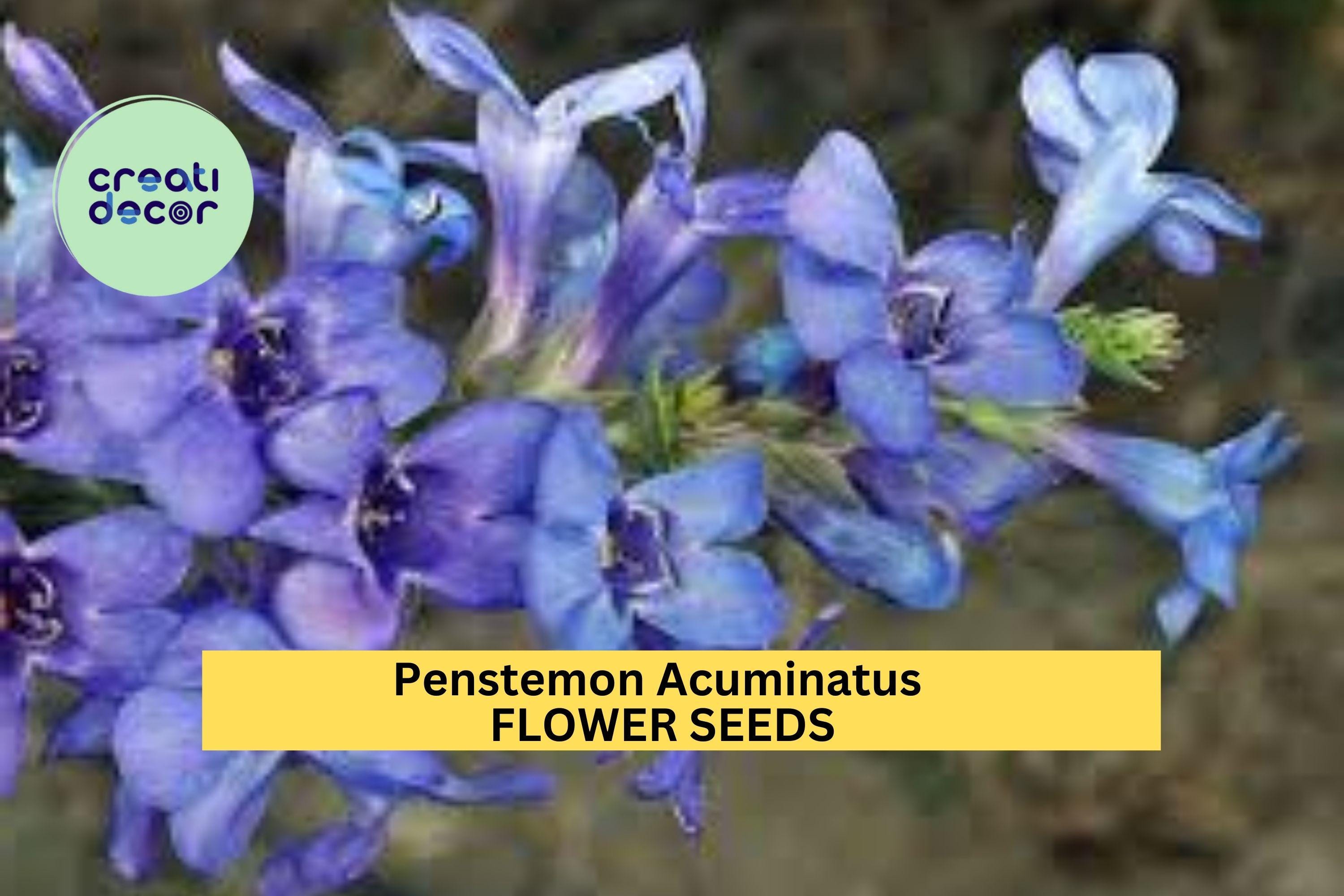 3pcs of 100mg Penstemon acuminatus Seeds – Blue Wildflower for Dry Gardens, Pollinator Beds, or Native Landscaping Seeds for Planting