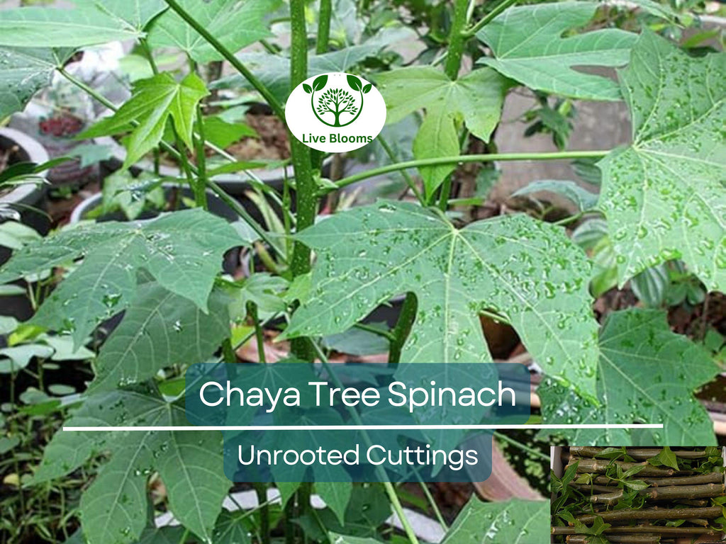 12 Chaya Cuttings Deep Lobed Unrooted 6-8” Long – Edible, Fast-Growing Organic Plant