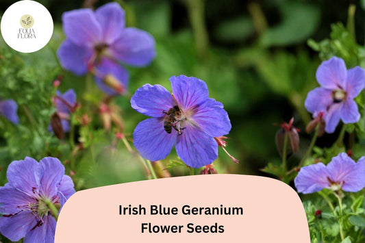 25+ Irish Blue Geranium Seeds for Garden Planting – Vibrant Blue Flowers, Hardy Perennial, Easy to Grow