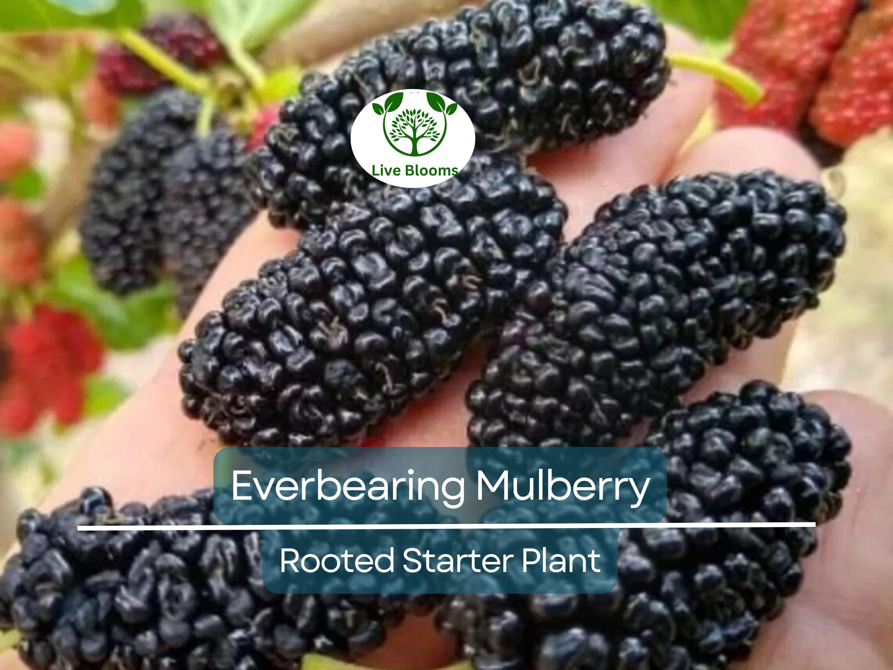 1 Dwarf Everbearing Mulberry Live Plant, Fruit Right Away, Morus Nigra, Compact Tree for Garden, Easy to Grow, Year-Round Fruit Production