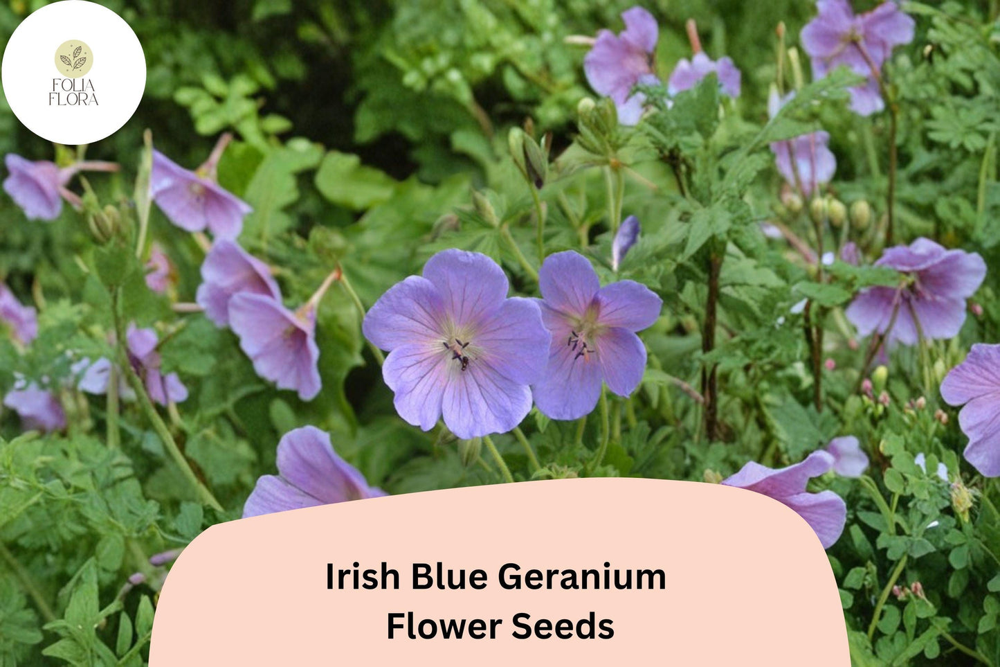 25+ Irish Blue Geranium Seeds for Garden Planting – Vibrant Blue Flowers, Hardy Perennial, Easy to Grow