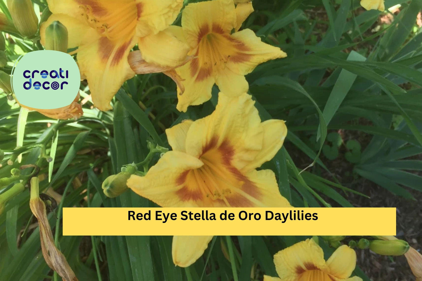 4 Red Eye Stella de Oro Daylilies – Live Bare Root Plants, Hardy Perennial Flowers with Repeat Blooms for Borders and Garden Beds
