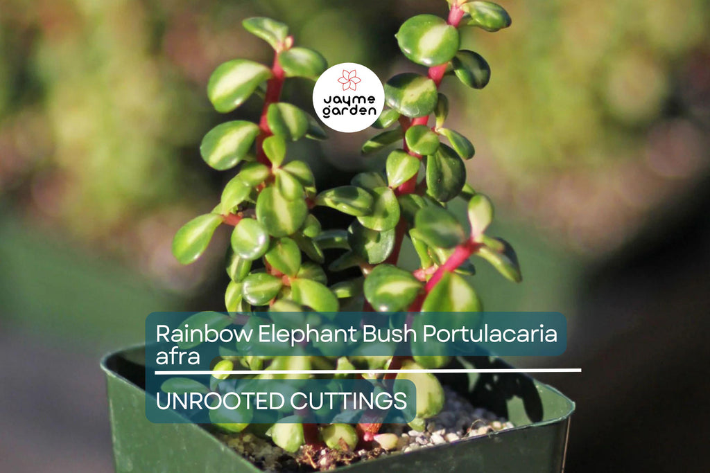 20 Rainbow Elephant Bush Cuttings - Portulacaria afra Succulent Cactus Live Plants for Propagation