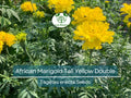 200 African Marigold Seeds - Tall Yellow Double Blooms | Tagetes erecta, Non-GMO, Beneficial Companion Plant, Pollinator Friendly