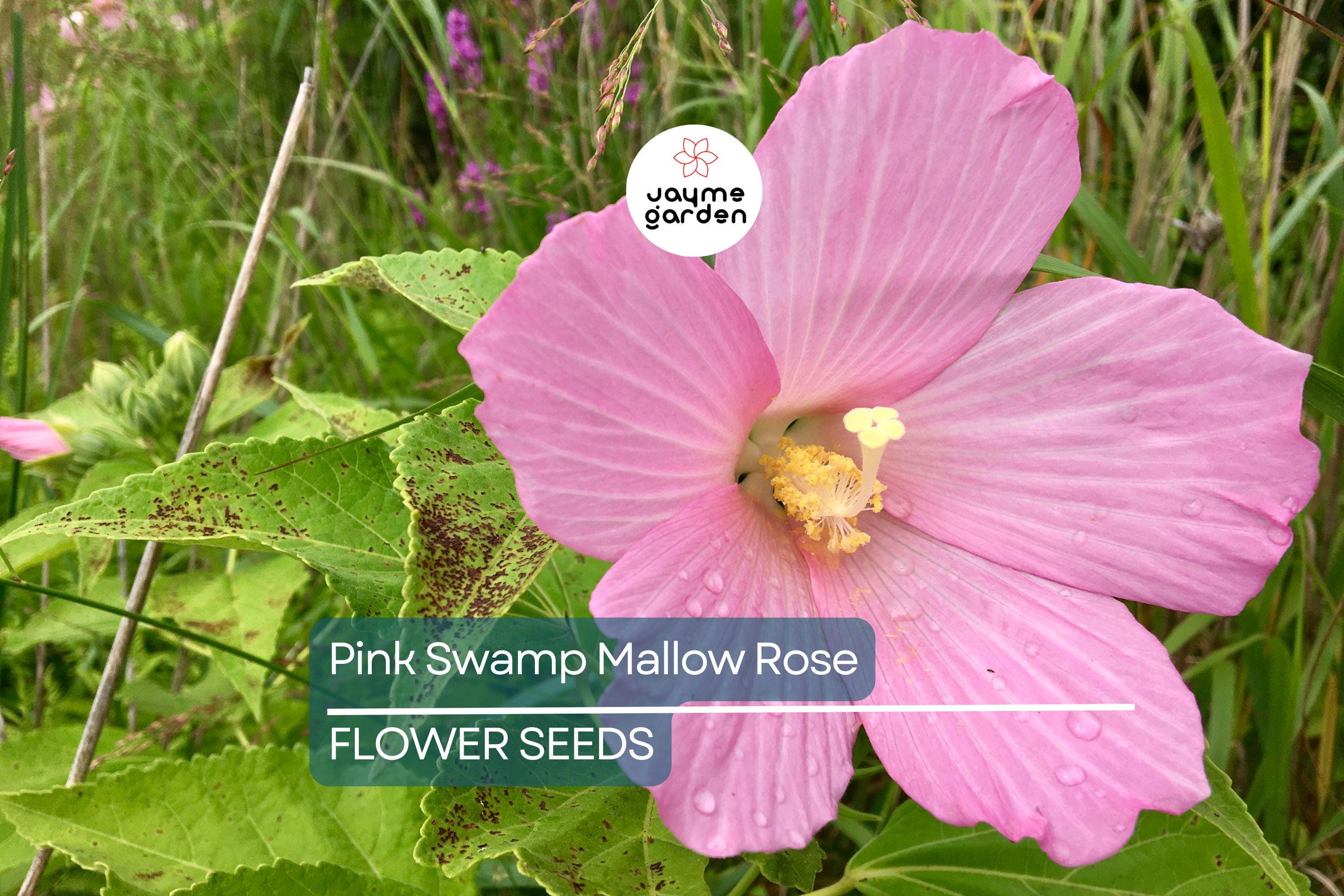 20 Pink Swamp Rose Mallow Seeds - Hardy Hibiscus (Hibiscus moscheutos) - 7 Ft Tall, Large 6-9" Flower