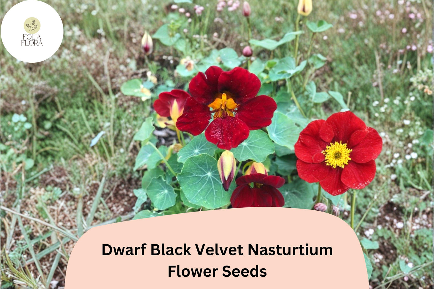 50+ Dwarf Black Velvet Nasturtium Seeds | Tropaeolum majus | Deep Burgundy-Red Blooms