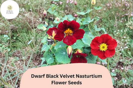 50+ Dwarf Black Velvet Nasturtium Seeds | Tropaeolum majus | Deep Burgundy-Red Blooms