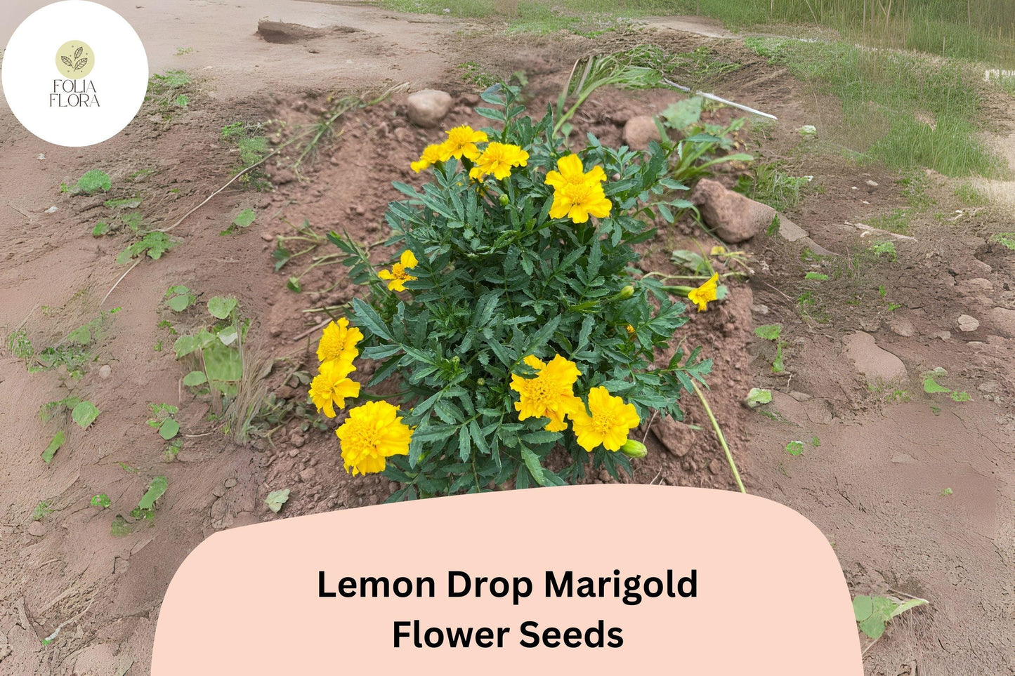 25+ Lemon Drop Marigold Seeds | Tagetes patula | Compact Yellow Blooms | Border, Container & Pollinator-Friendly Garden Planting