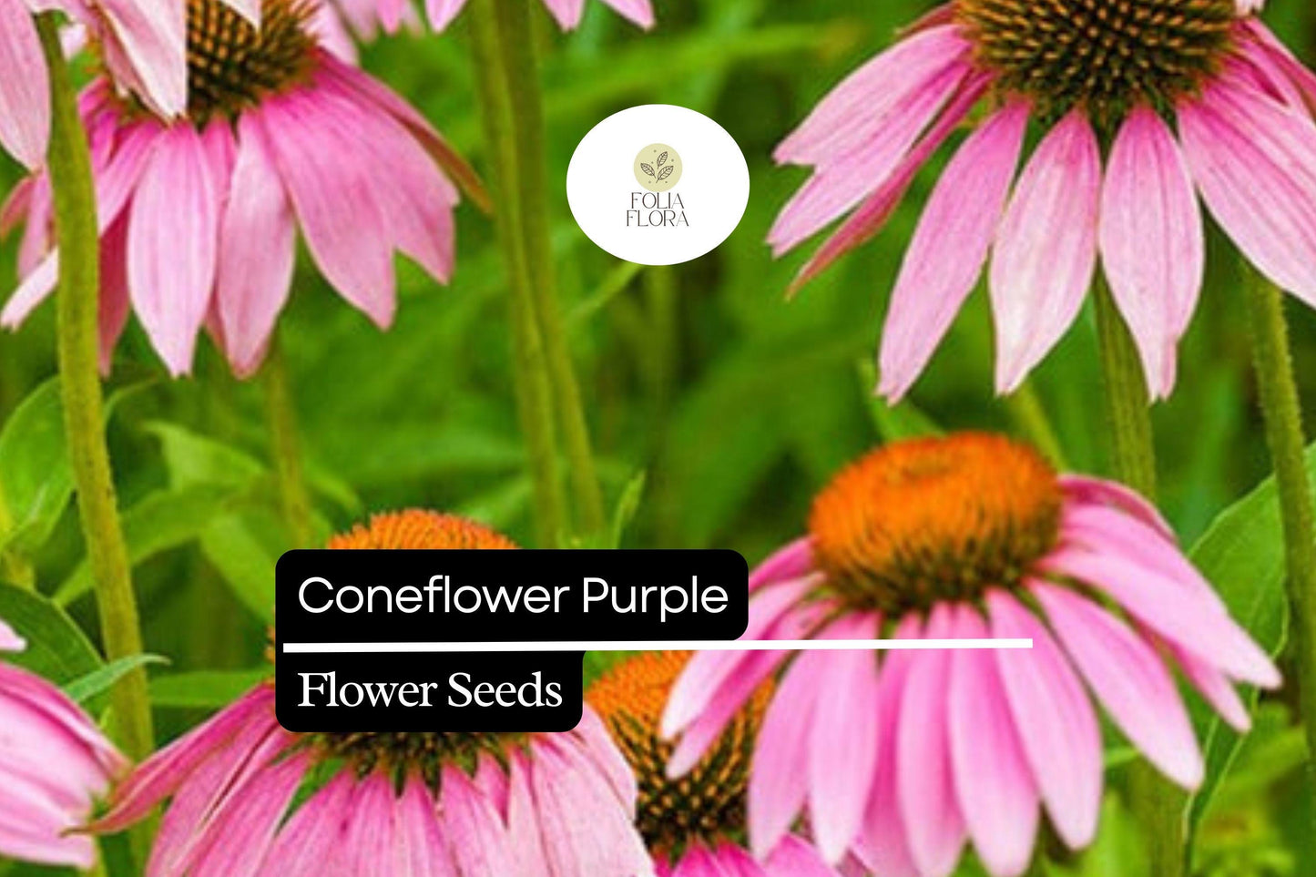25 Seeds  Purple Coneflower (Echinacea purpurea) | Pollinator-Friendly | Drought-Tolerant Perennial, Vibrant Blooms