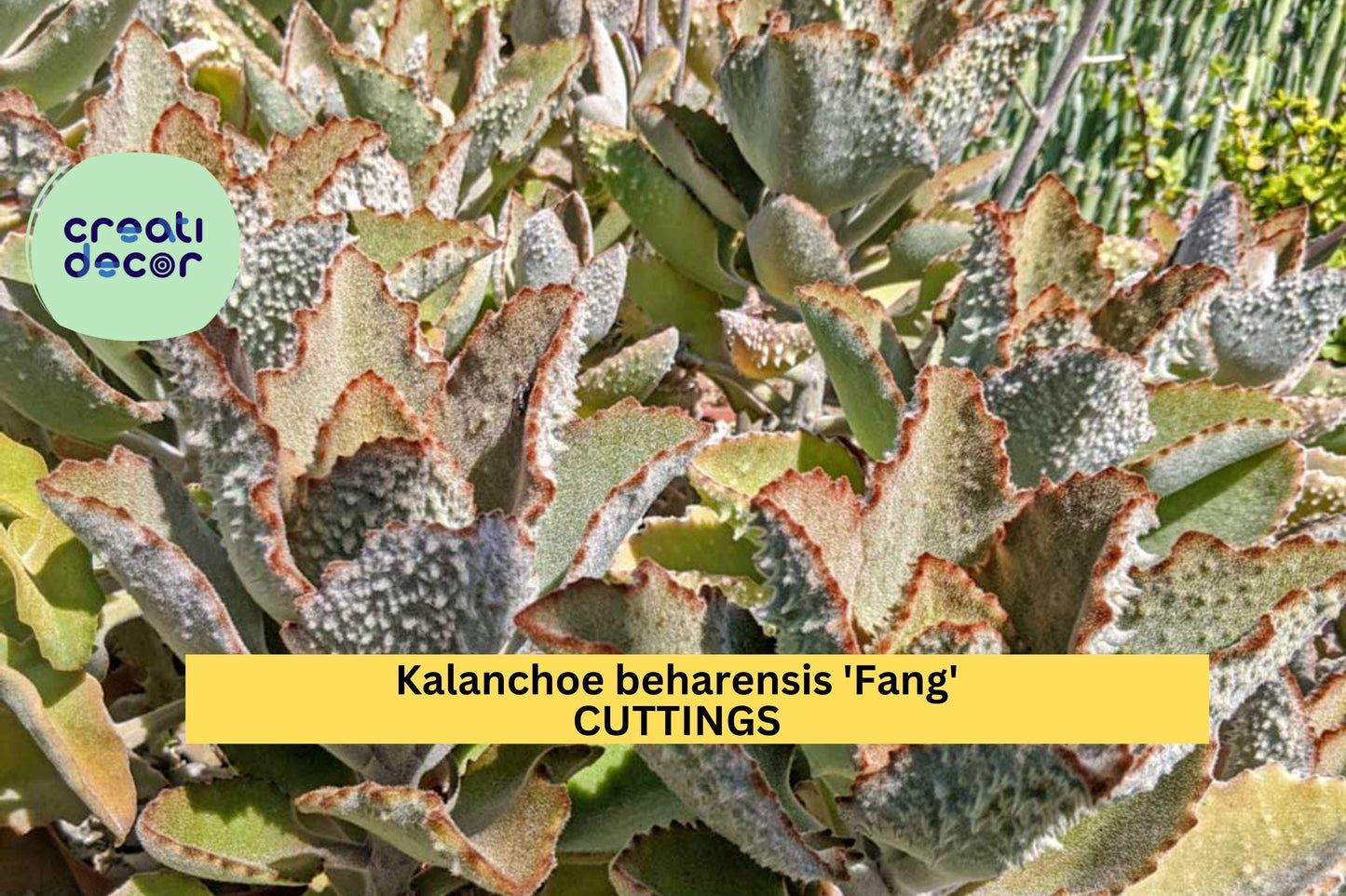 1 Kalanchoe Beharensis 'Fang' Cutting | Unrooted Succulent Starter | Fuzzy Silver Leaves with Toothlike Underside | Rare Variety