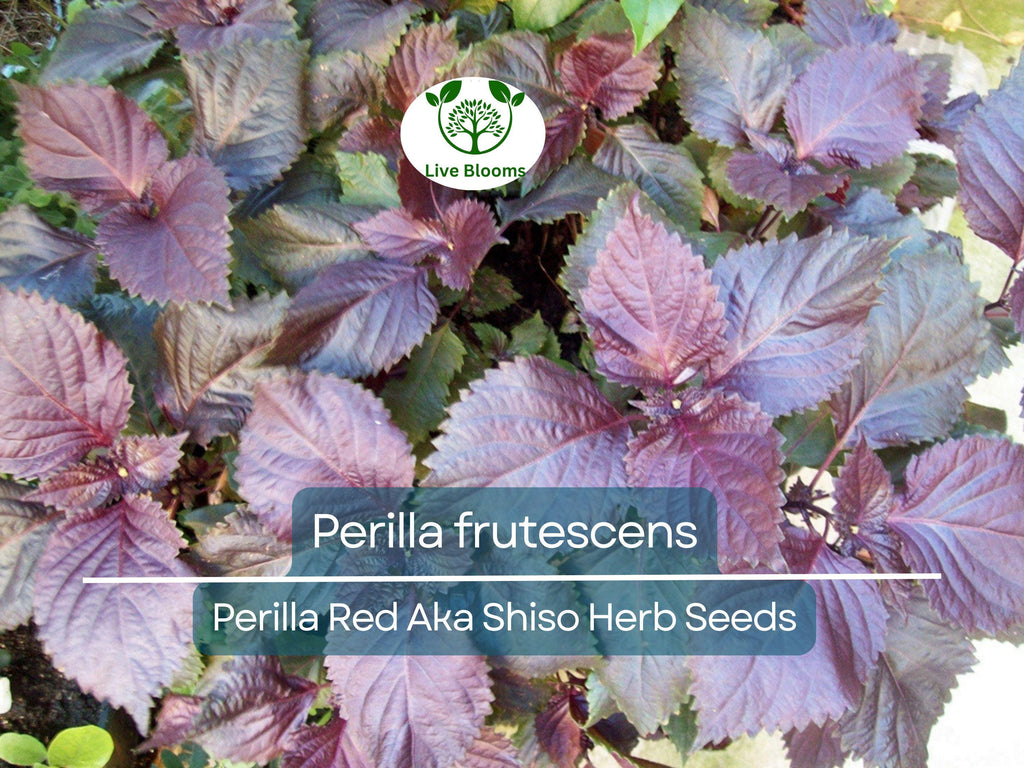 100 Seeds Perilla (Shiso) Red Aka Shiso Herb – Perilla frutescens | Heirloom Herb for Planting, Asian Cuisine