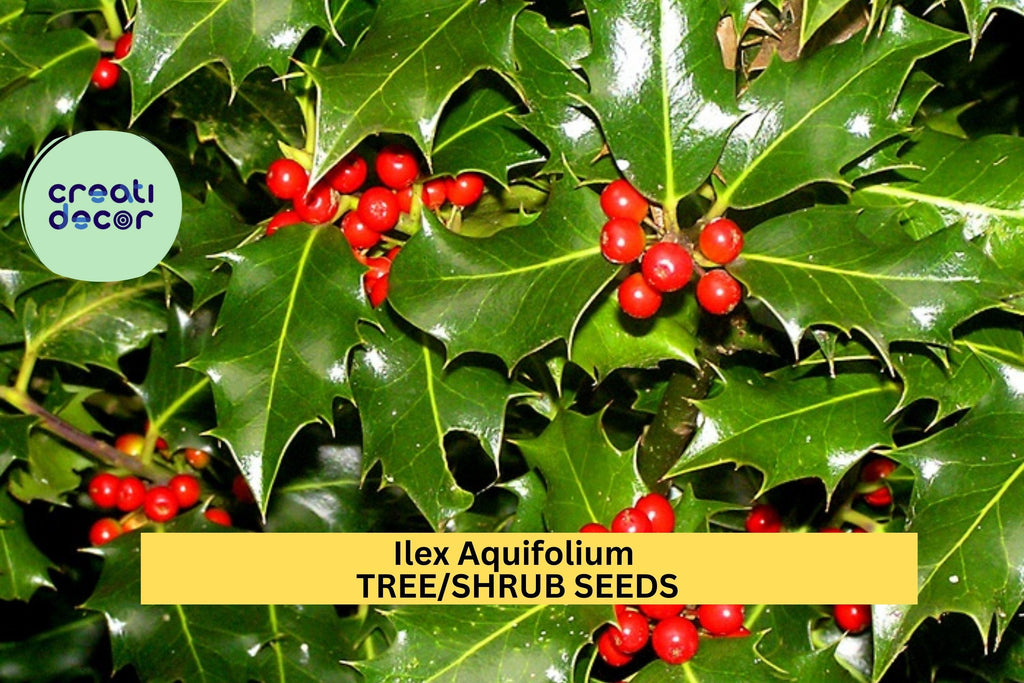 3pcs x 10seeds Ilex aquifolium Seeds – English Holly Evergreen Tree Seeds for Hedges,Winter Displays, or Wildlife Gardens Seeds for Planting