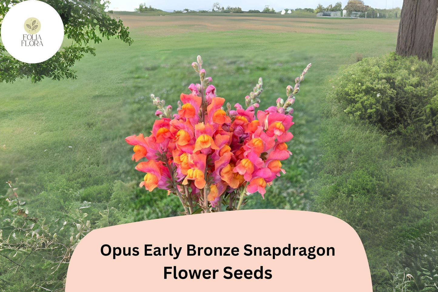 Antirrhinum majus Opus Early Bronze Snapdragon Seeds – 1000+ Warm Copper-Toned Blooms for Garden & Cut Flowers