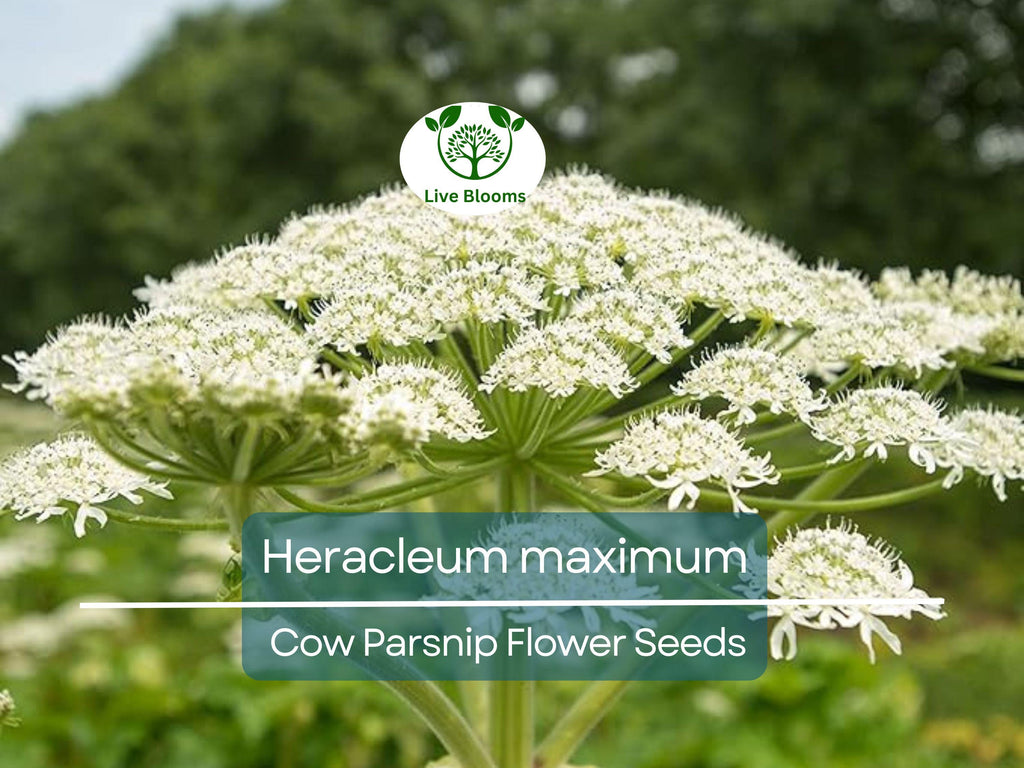 1 Gram Seeds Heracleum maximum (Cow Parsnip) for Planting | Native Perennial Wildflower for Pollinator Gardens & Naturalized Landscapes
