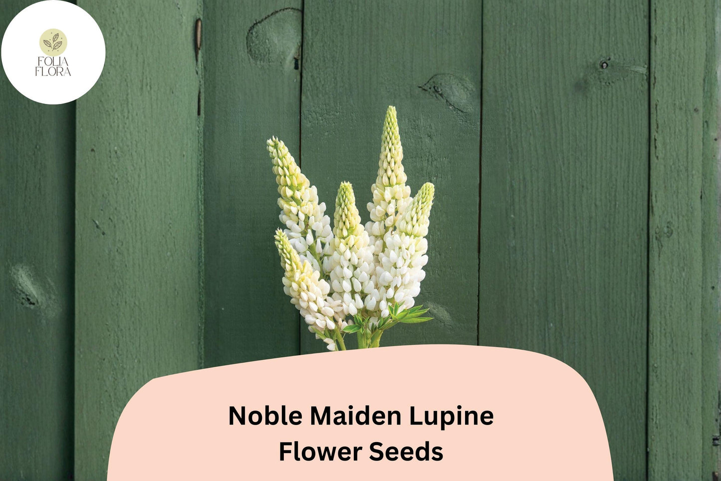 25+ Noble Maiden Lupine Seeds | White Lupinus | Elegant Spring Bloom Spikes for Garden Planting