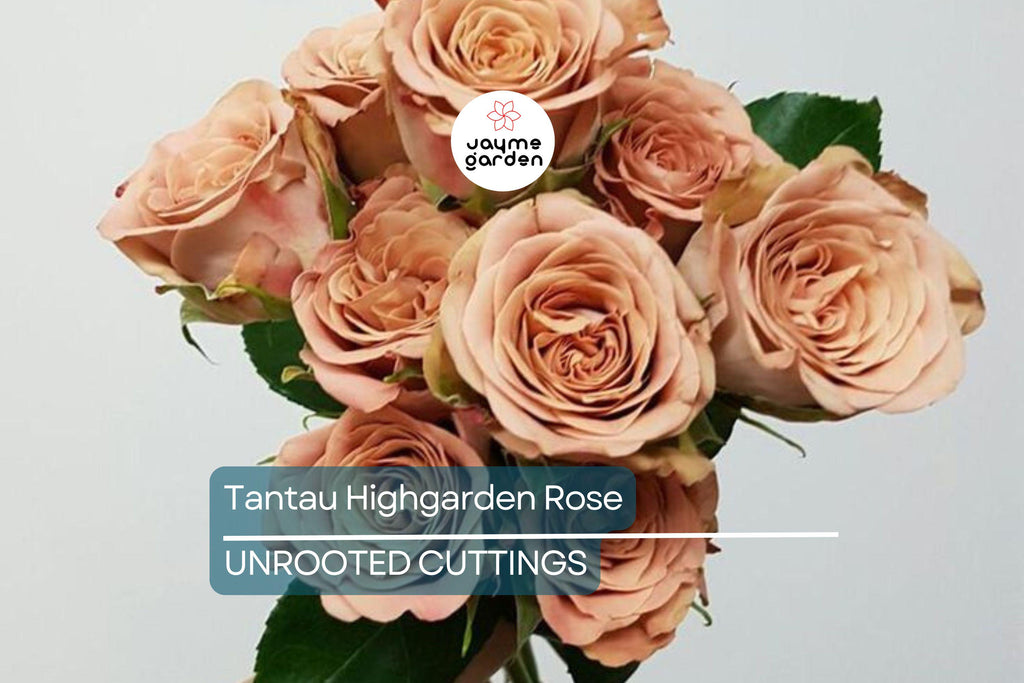 Super Rare Tantau Highgarden Rose | 3 Unrooted Cuttings | Root or Graft | Fragrant Heirloom Rose | Live Plant for Garden