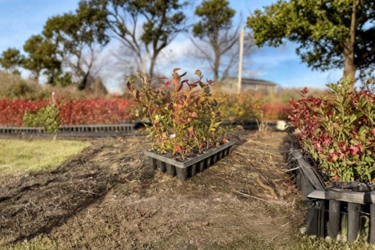 Blueberry Plants 5 Rooted Cuttings 6-12" 2-3 Years Old (Vaccinium corymbosum)