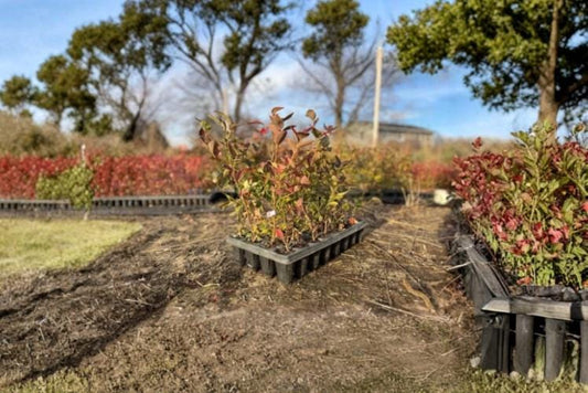 Blueberry Plants 5 Rooted Cuttings 6-12" 2-3 Years Old (Vaccinium corymbosum)