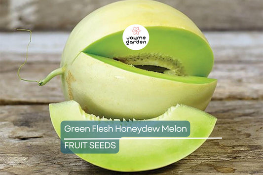100 Green Flesh Honeydew Melon Seeds – Non-GMO, Sweet Emerald Green Flesh, Vining, 105 Days, Free Shipping, USA Seller!