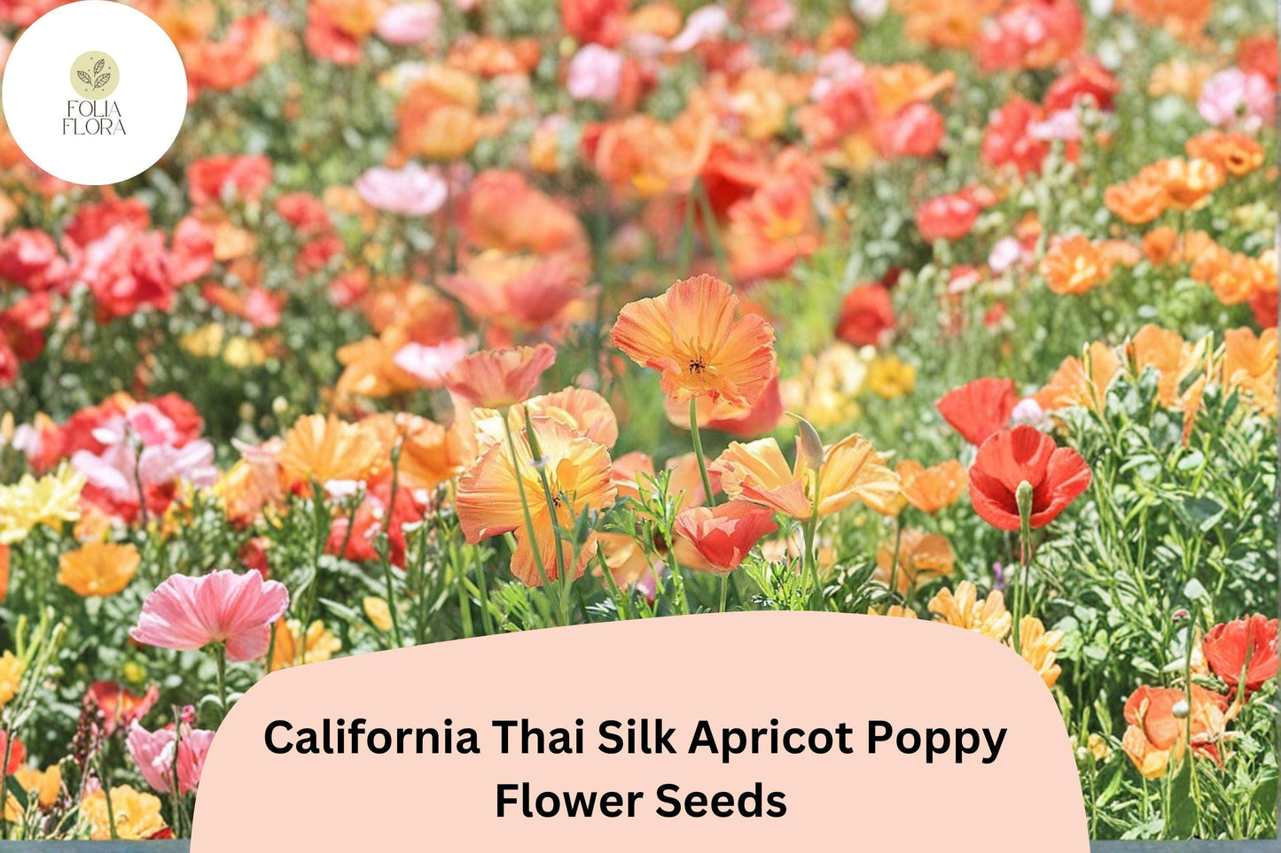 200+ California Thai Silk Apricot Poppy Seeds for Garden Planting - Vibrant Wildflower Mix