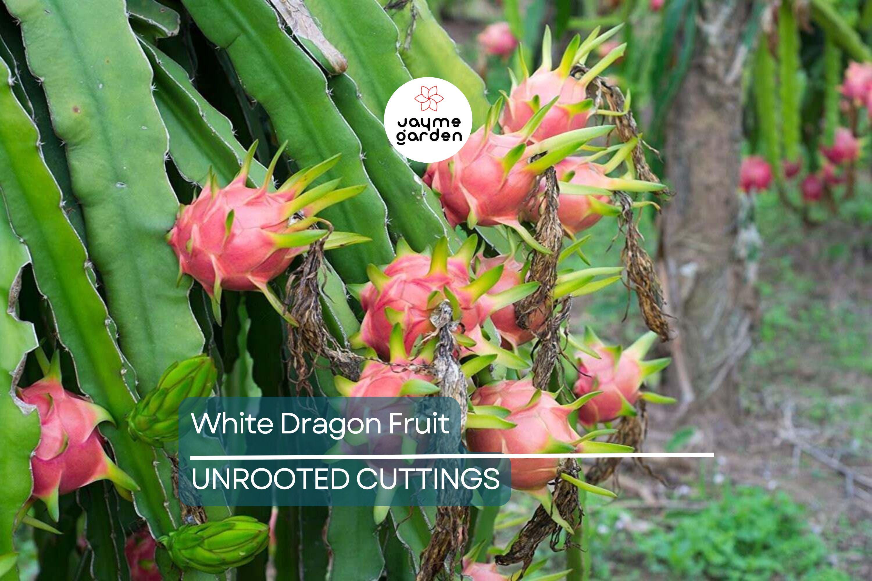 White Dragon Fruit Pepino Dulce 2 Cuttings 9-14" Sweet White, Spiral Segments, Healthy, Fresh Fruit for Smoothies & Snacks