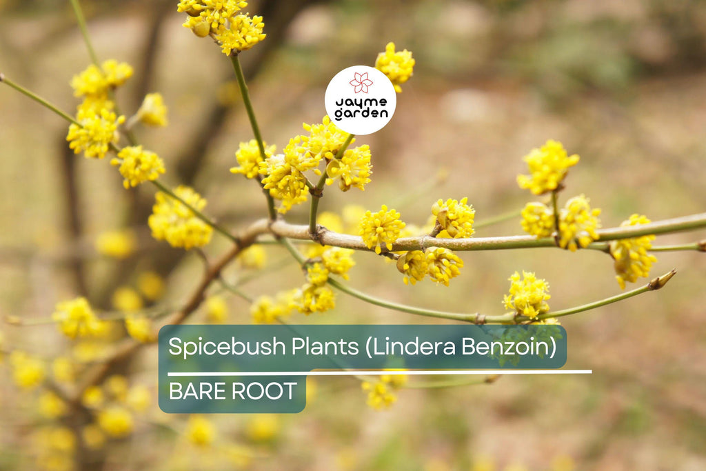 2 Spicebush Plants (Lindera Benzoin) – 12" Bare Root Shrubs, Wildlife-Friendly, Fragrant, Zones 4-9