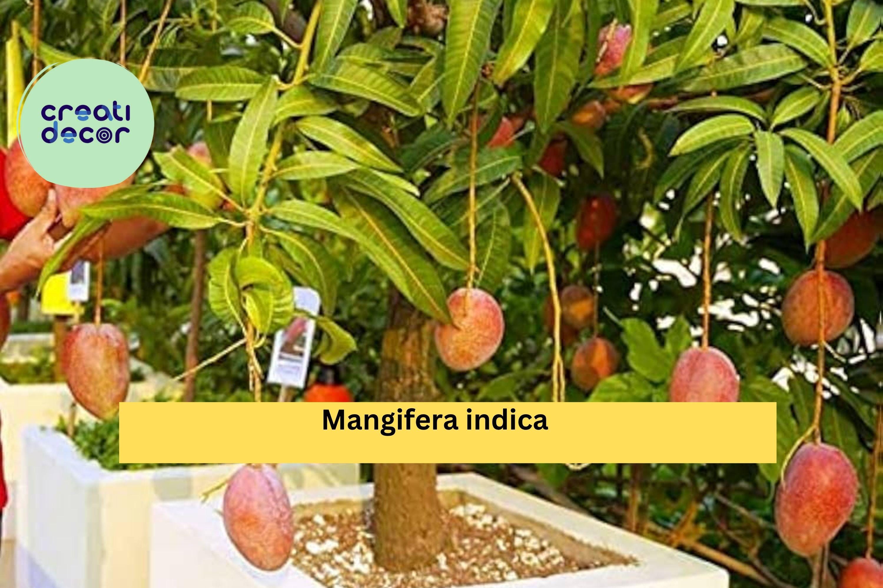 Mango Live Plant – 9–12” Tropical Fruit Tree in Pot, Mangifera Indica Seedling, Easy-Grow Patio or Garden Plant for Warm Climates Zones 9–11