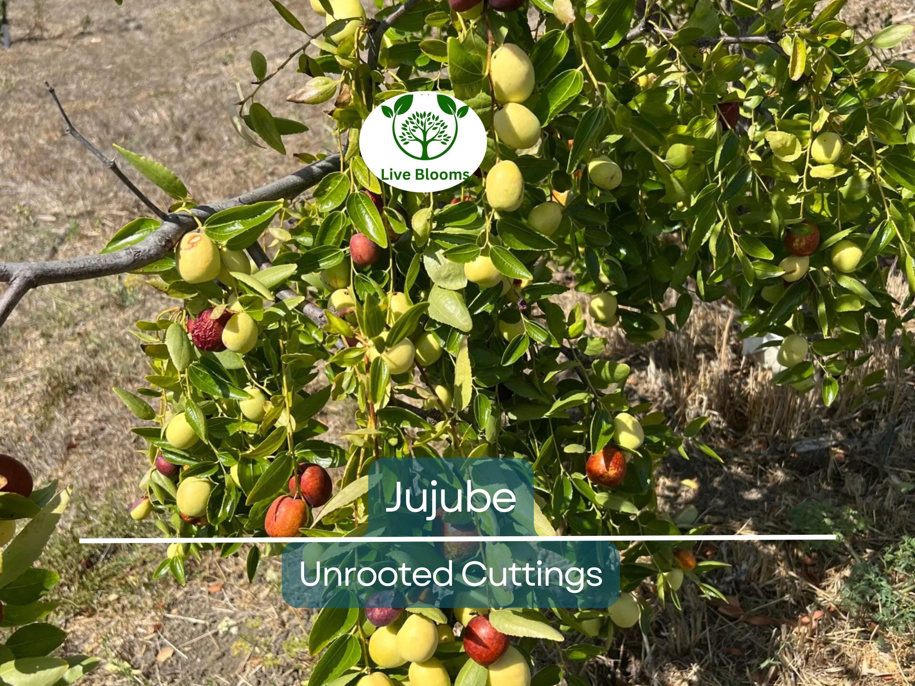 5pcs Jujube Unrooted Cuttings (Ziziphus jujuba), Edible Fruit Tree, Grow Your Own Sweet Dates, Perfect for Garden & Orchard Planting