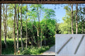 Moringa Drumstick Tree 1 Cutting 24" (Moringa oleifera) Thick Stem Cutting