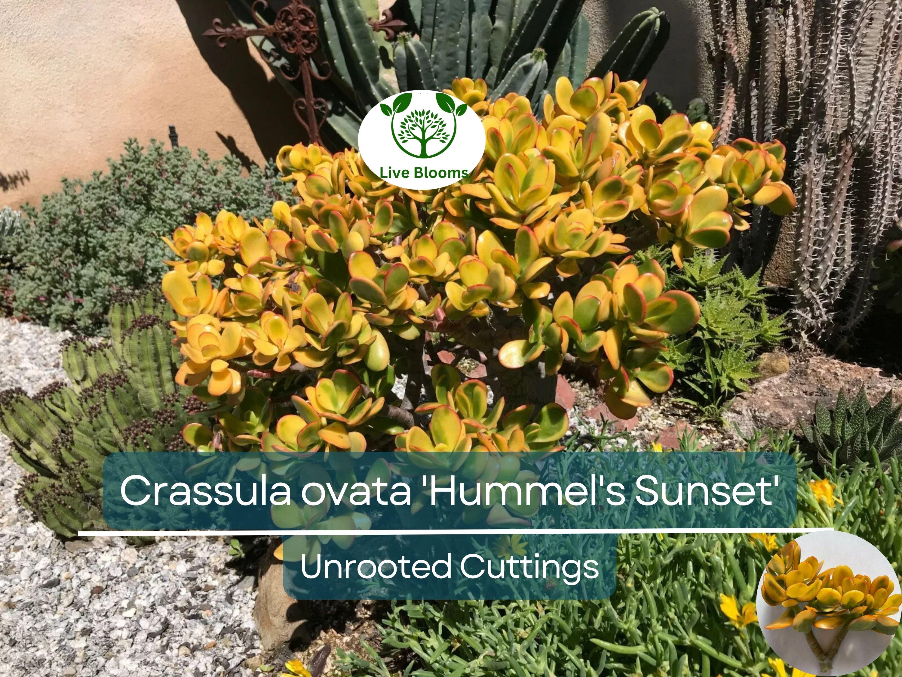 1 Golden Jade Hummels Sunset Crassula Ovata Argentea Huge Branched Cutting Unrooted 5" - Succulent, Jade Plant, Rare Plant Propagation