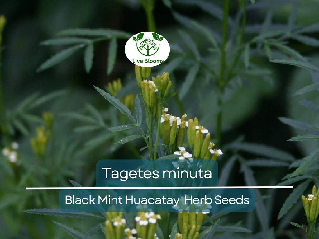 100 Black Mint Huacatay Seeds for Planting - Peruvian Herb, Tagetes minuta, Aromatic Herb for Cooking, Easy to Grow
