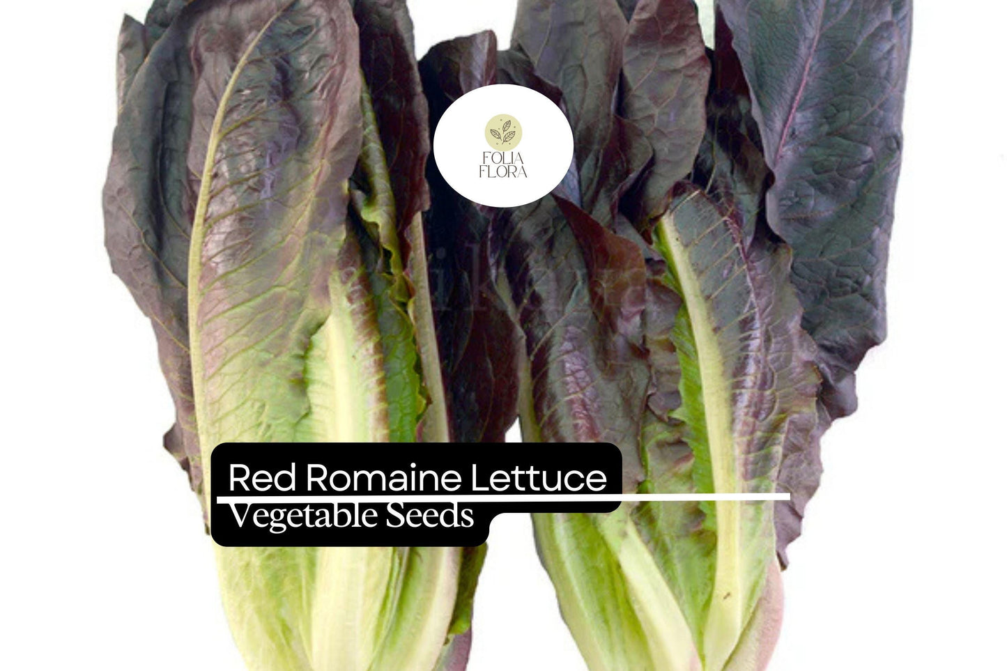 1000 Red Romaine Lettuce Seeds – Lactuca sativa – Crisp, Sweet & Nutritious, Heat-Tolerant, Perfect for Salads