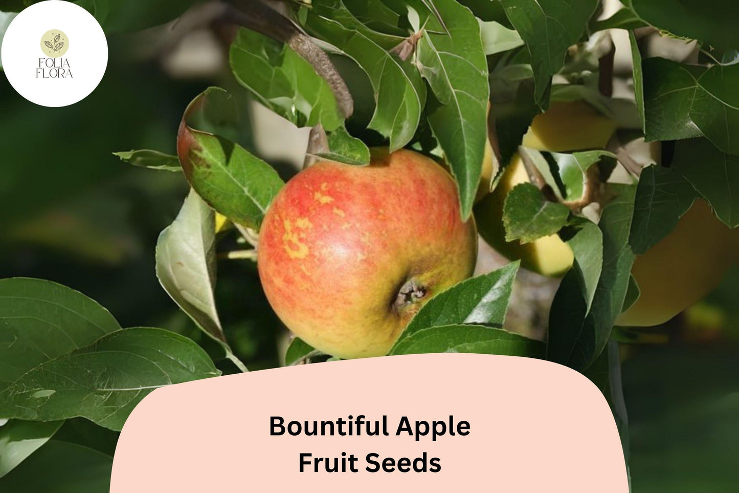 25+ Bountiful Apple Seeds – Malus domestica Heirloom Fruit Tree Seeds for Home Orchards