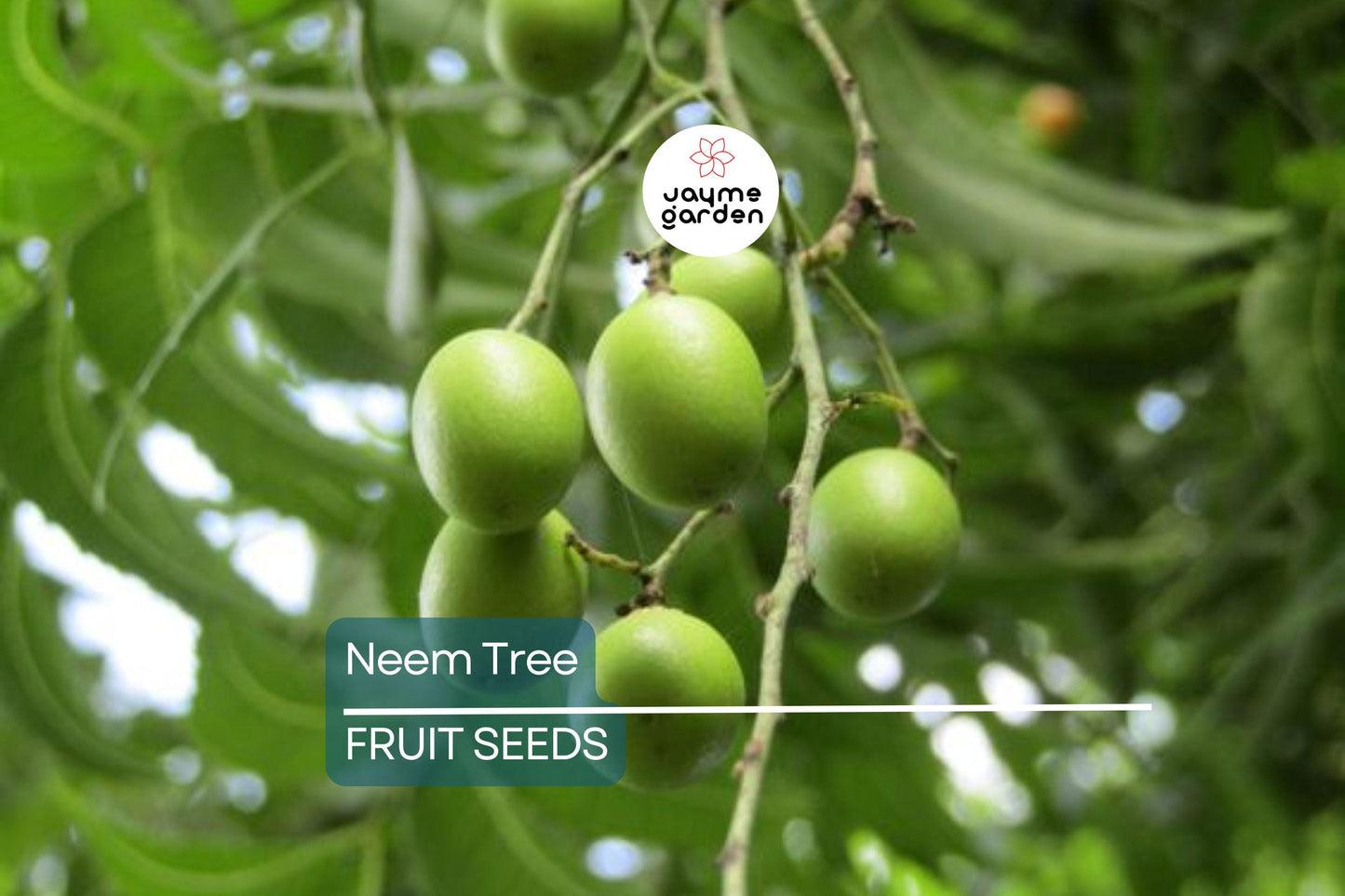 Rare Neem Tree Seeds - Azadirachta indica, 50-65 ft Tall, USDA Zones 10-12, Full Sun, Well-Drained Soil, 10 Seeds per Pack