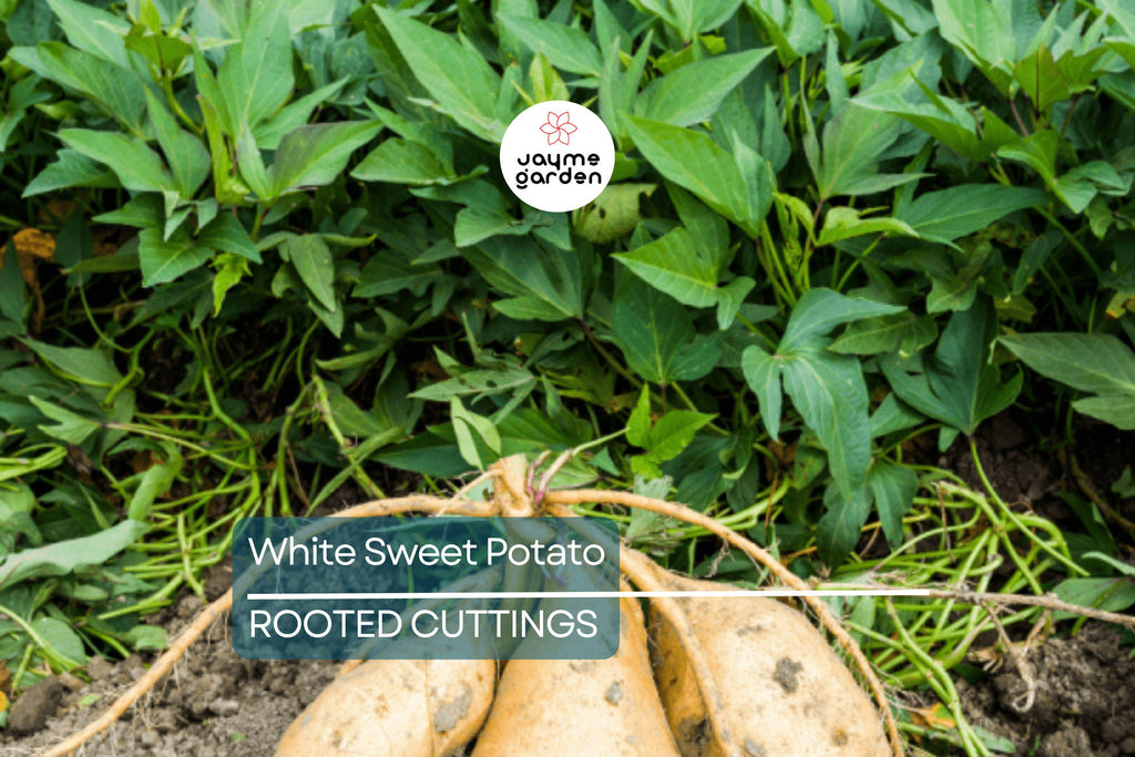 3 Rooted White Sweet Potato Plants With Pot | Live Cutting Vine Ready to Plant | Fresh Sweet Potato Plants