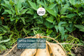 3 Rooted White Sweet Potato Plants With Pot | Live Cutting Vine Ready to Plant | Fresh Sweet Potato Plants