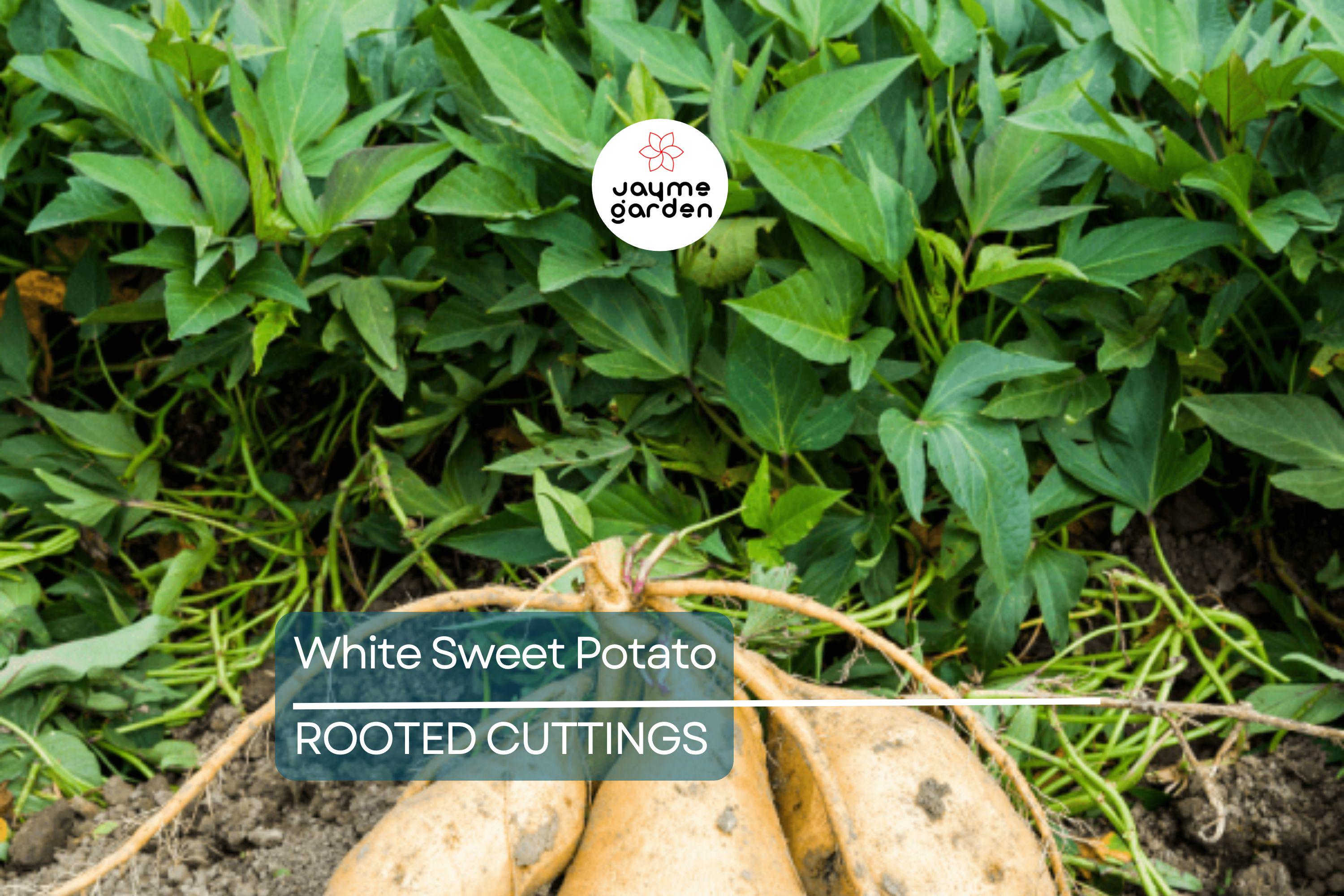 3 Rooted White Sweet Potato Plants With Pot | Live Cutting Vine Ready to Plant | Fresh Sweet Potato Plants