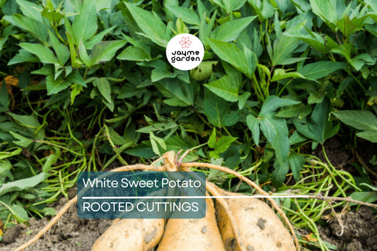 3 Rooted White Sweet Potato Plants With Pot | Live Cutting Vine Ready to Plant | Fresh Sweet Potato Plants