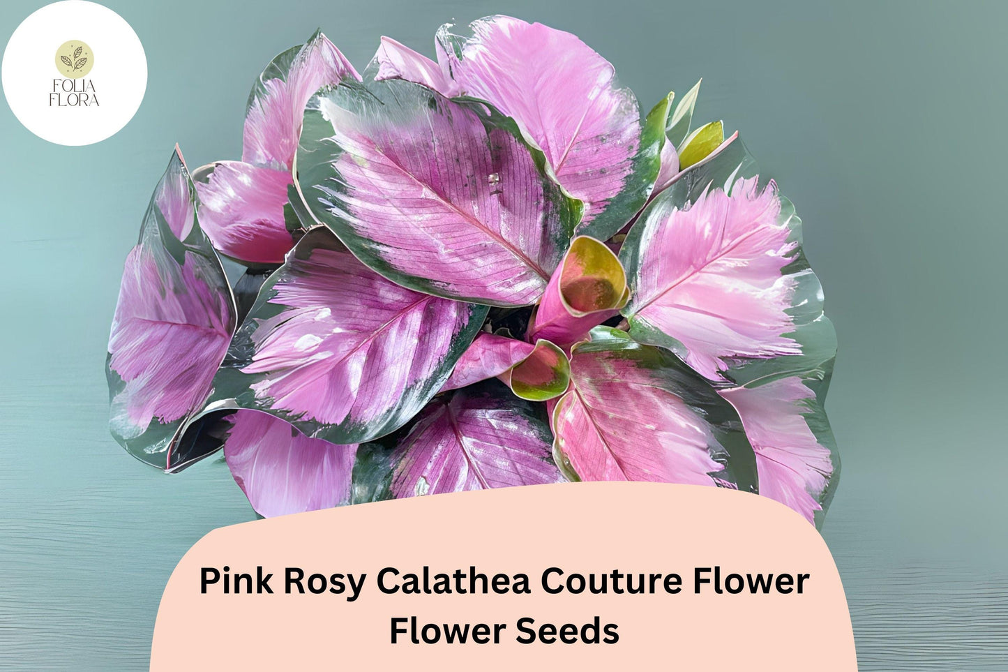 25+ Pink Rosy Calathea Seeds | Exotic Tropical Houseplant | Decorative Indoor or Outdoor Foliage Plant for Garden & Home