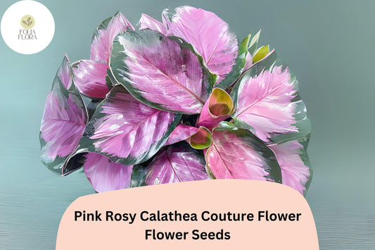 25+ Pink Rosy Calathea Seeds | Exotic Tropical Houseplant | Decorative Indoor or Outdoor Foliage Plant for Garden & Home