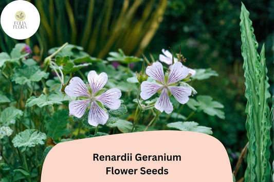 25+ Renardii Geranium Seeds | Hardy Perennial Cranesbill | Geranium renardii Seeds for Garden Borders & Rock Gardens