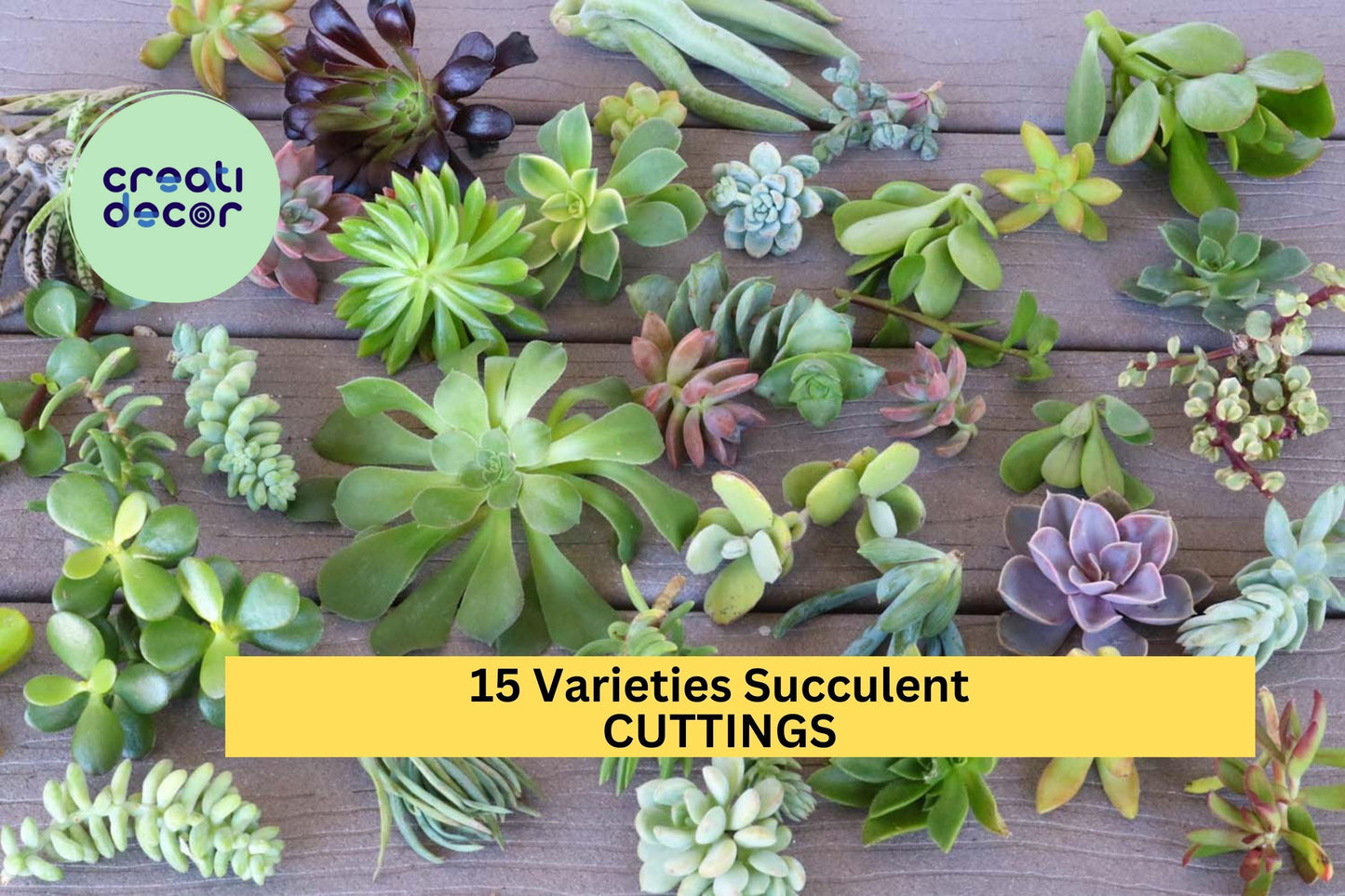 15 Succulent Variety Cuttings – Mixed Rosettes & String Succulents for DIY Arrangements or Pots – Fresh And Unrooted – Free Shipping – USA