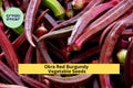 3pcs of 1g Red Burgundy Okra Seeds – Colorful Heirloom Variety for Garden Beds, Containers & Southern-Style Cooking