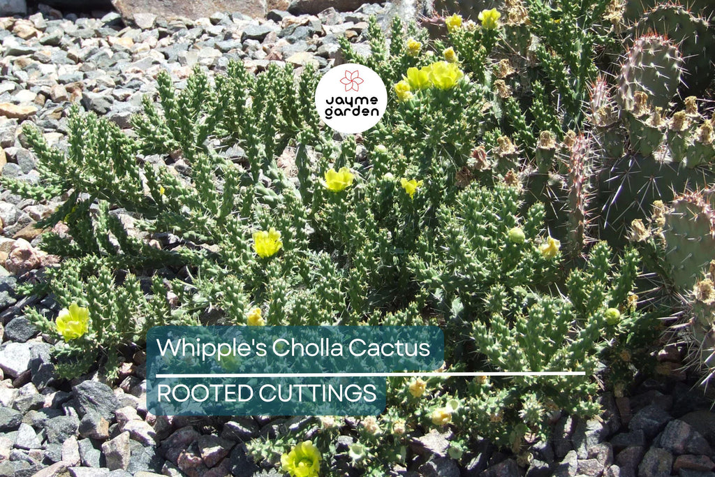 8" Whipple's Cholla Cactus (Cylindropuntia whipplei) - Hardy Flowering Shrub, Live Plant Ships Bare Root