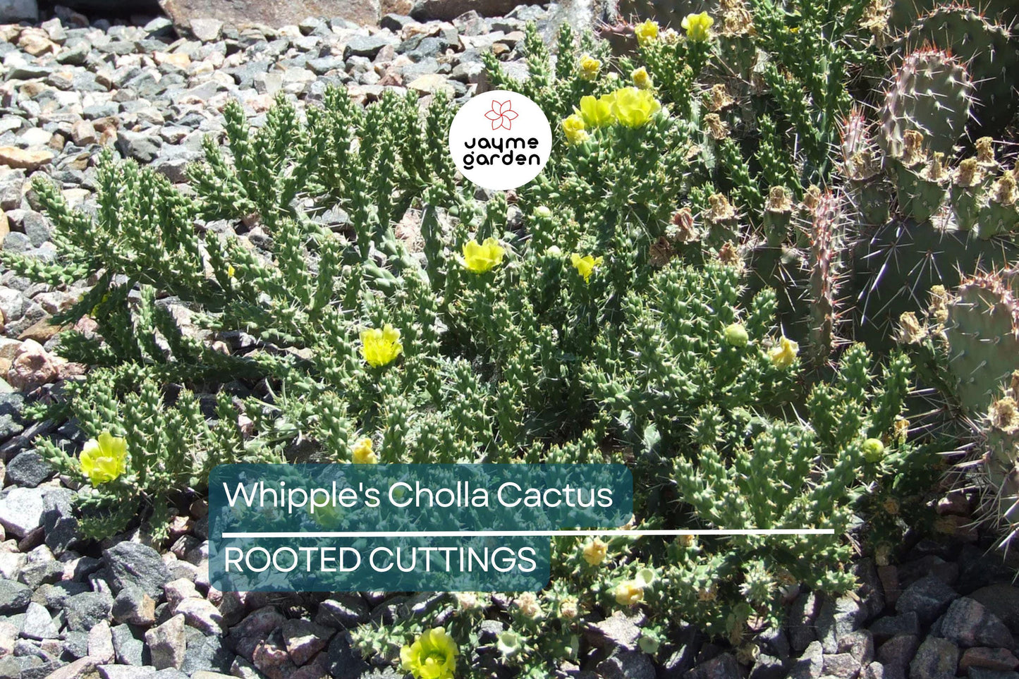 8" Whipple's Cholla Cactus (Cylindropuntia whipplei) - Hardy Flowering Shrub, Live Plant Ships Bare Root