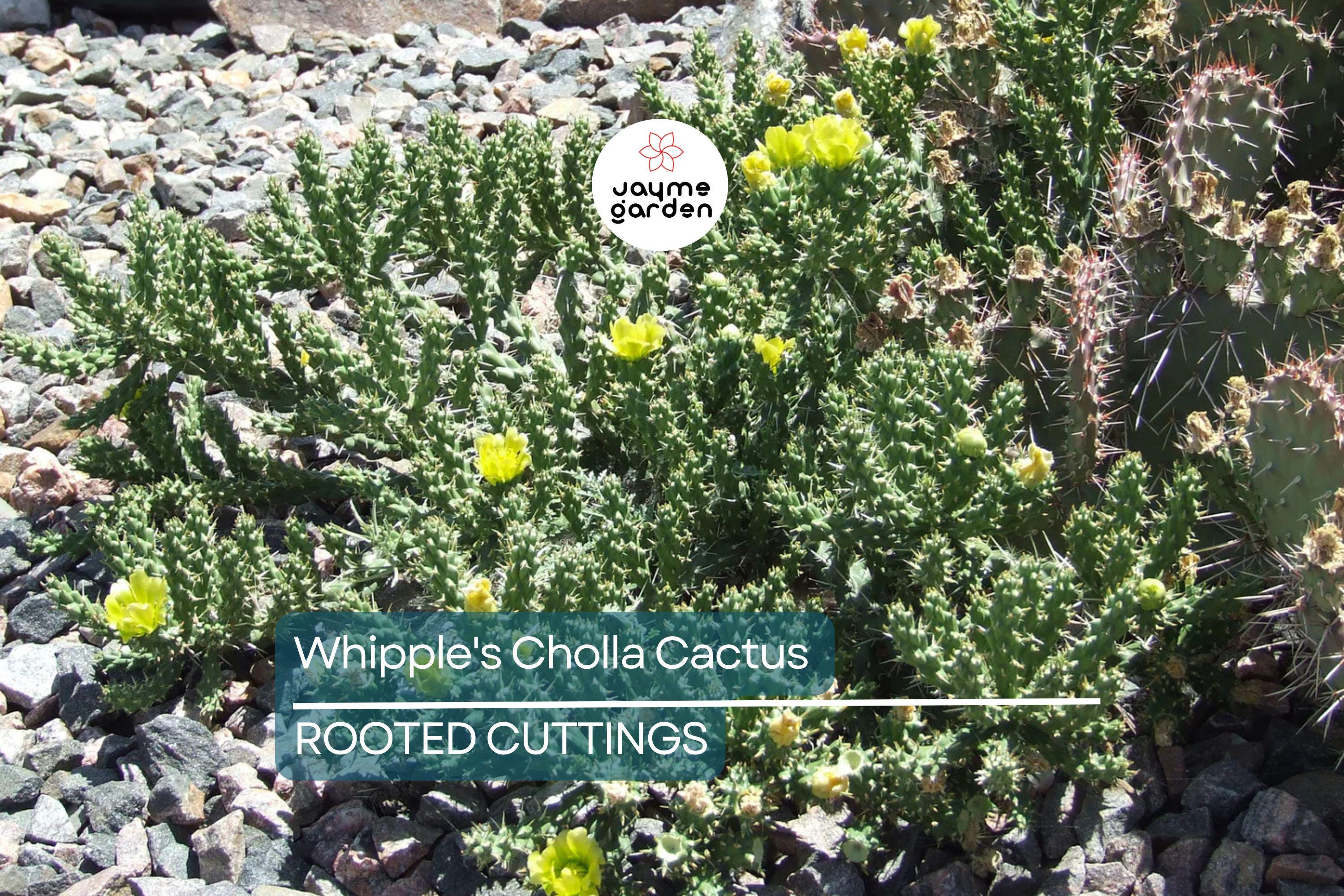 8" Whipple's Cholla Cactus (Cylindropuntia whipplei) - Hardy Flowering Shrub, Live Plant Ships Bare Root