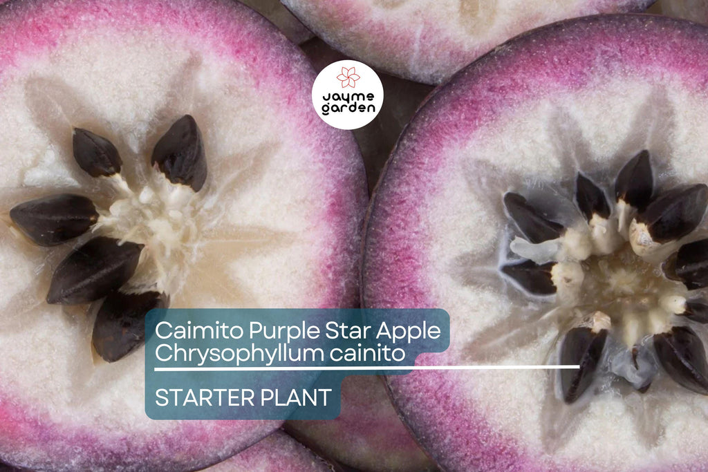 Caimito Purple Star Apple Tree | 3-6" Live Seedling | Exotic Tropical Fruit Plant in 2.5" Pot | Chrysophyllum cainito