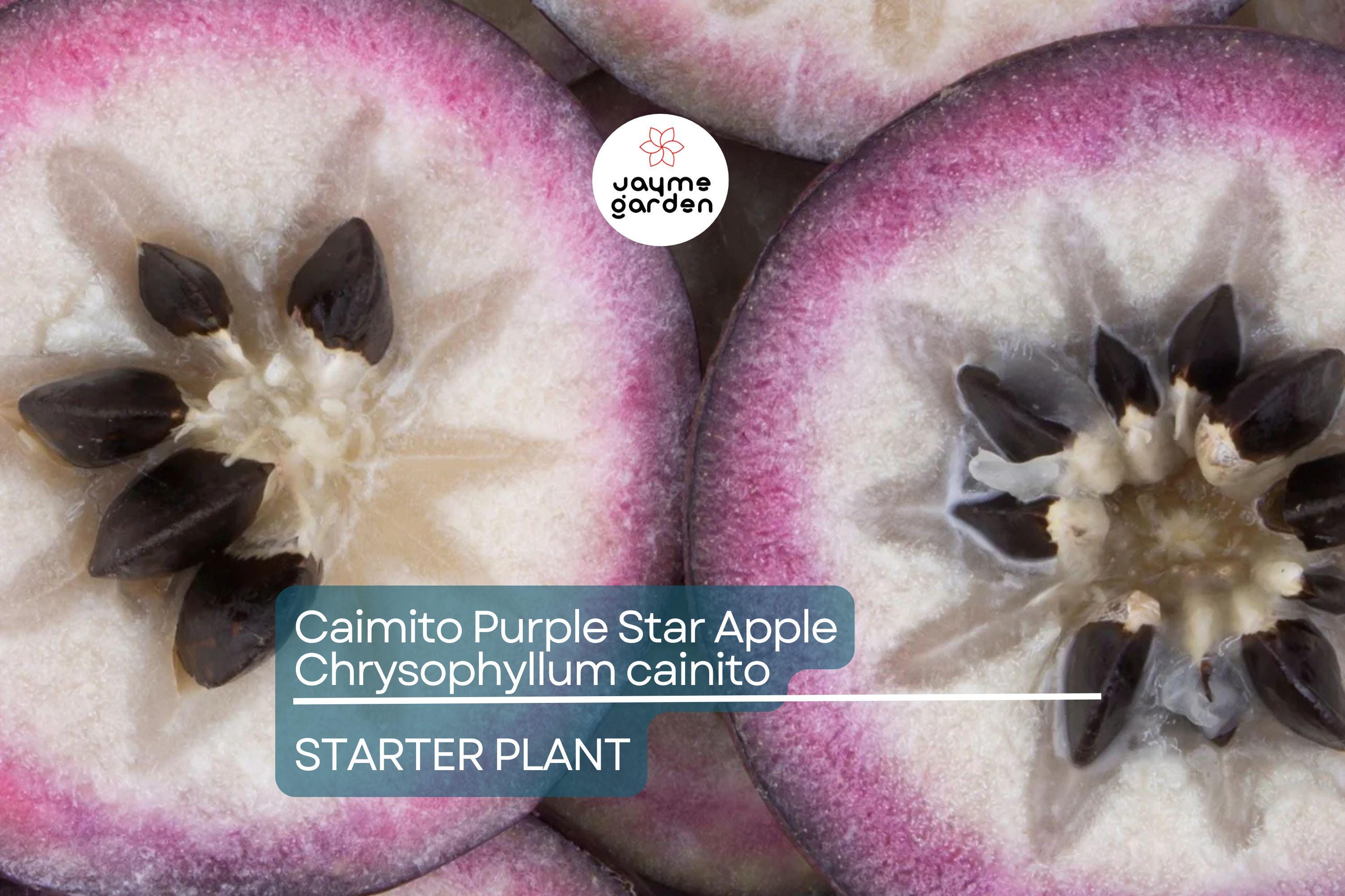 Caimito Purple Star Apple Tree | 3-6" Live Seedling | Exotic Tropical Fruit Plant in 2.5" Pot | Chrysophyllum cainito
