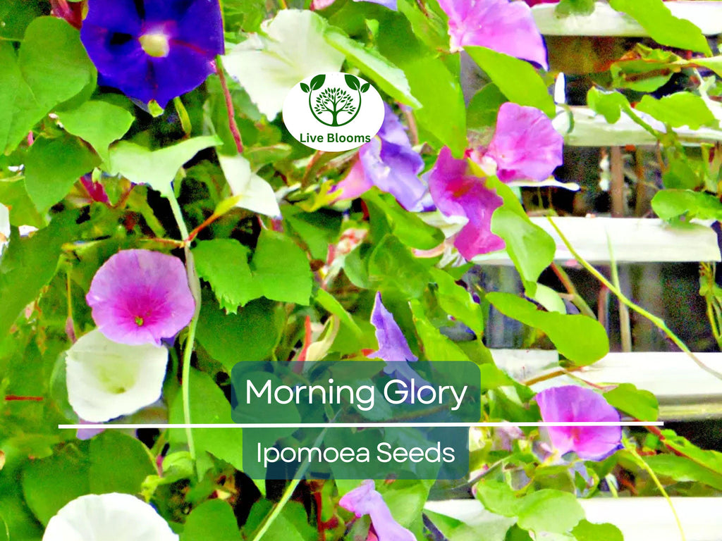 100 Morning Glory Vine Seeds Mixed Colors | Heirloom, Non-GMO, Ipomoea Flower Mix, Fast-Growing, Vibrant Climbing Vines for Garden